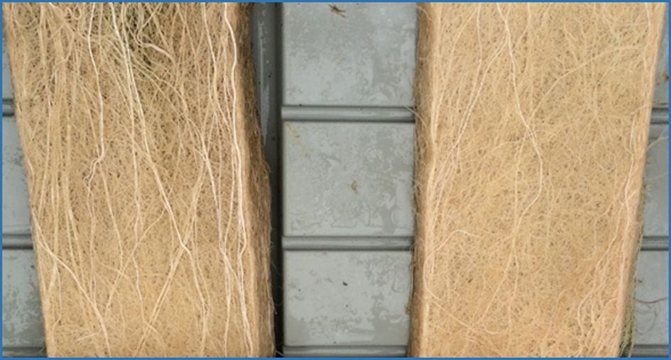 Rødder med polyfosfat.jpg