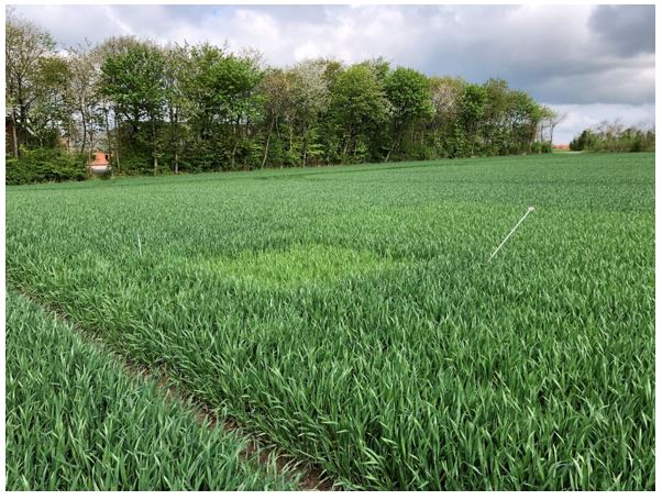 Struer 1 (NOrd) Nulparcel 3.JPG