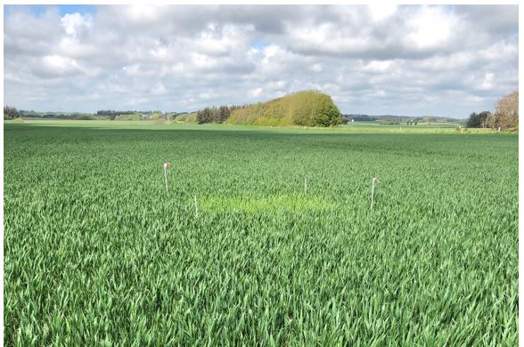 Hjørring 1 Nulparcel 3.JPG