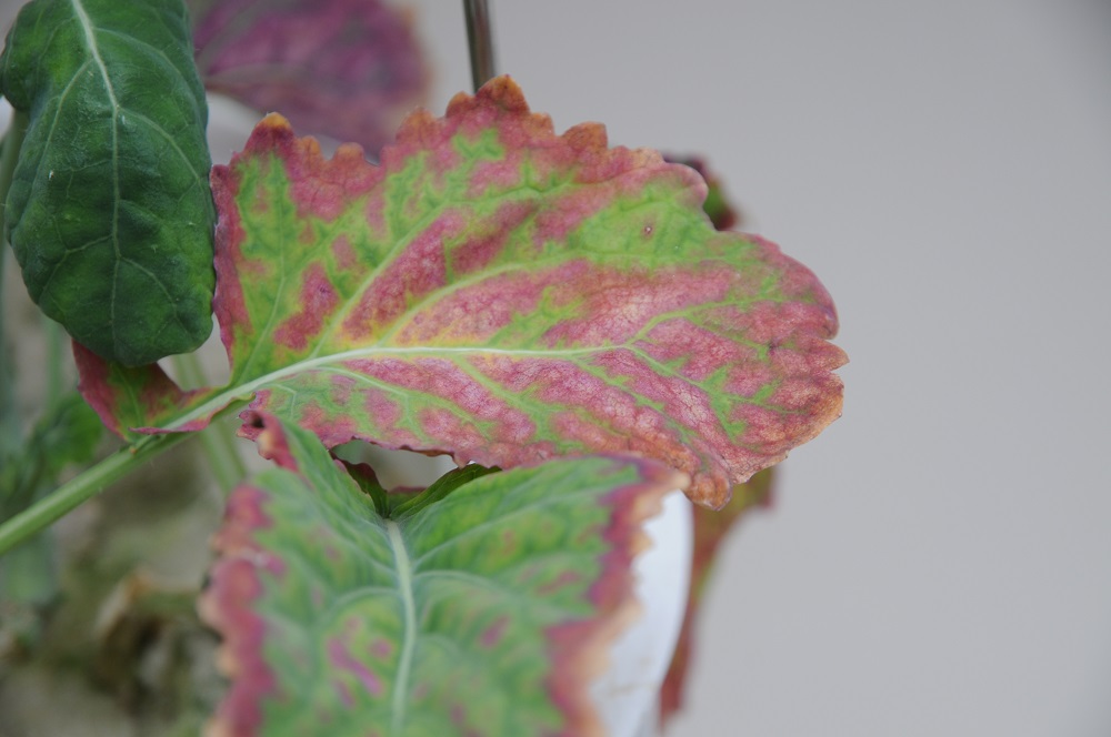 Udpræget bormangel i vinterraps