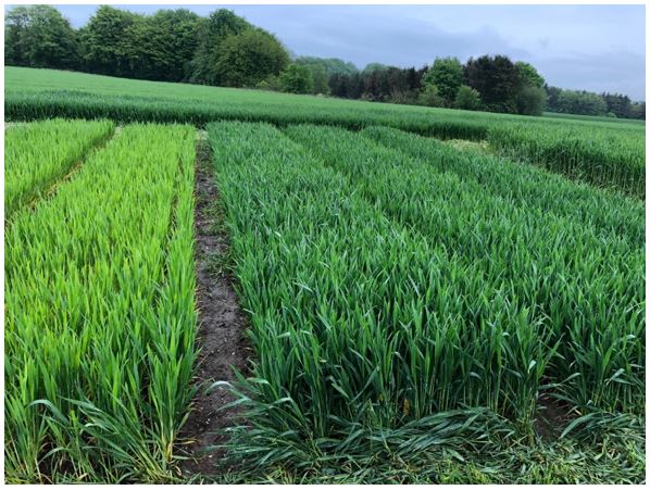 Harlev 1 Nulparcel 2.JPG