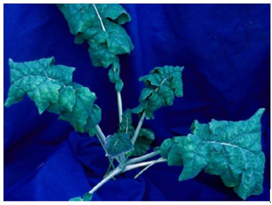 Raps bormangel deforme.JPG