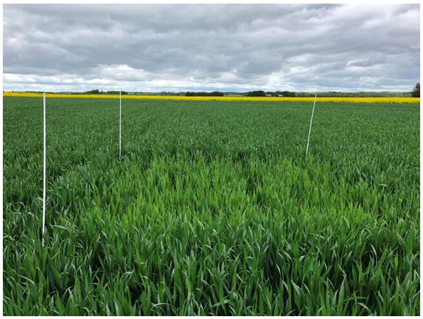 Bjerringbro N-optag 3.JPG