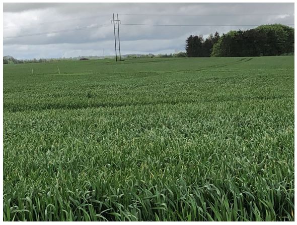 Fårvang Øst Nulparcel 3.JPG