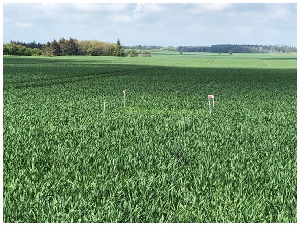 Hjørring 2 Nulparcel 3.JPG