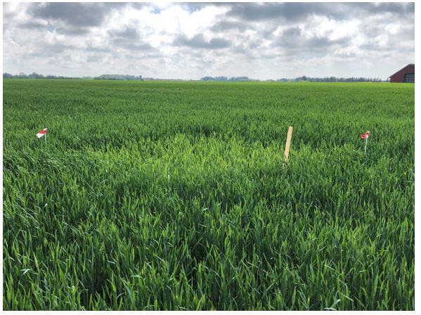 Hjørring Rug Nulparcel 3.JPG