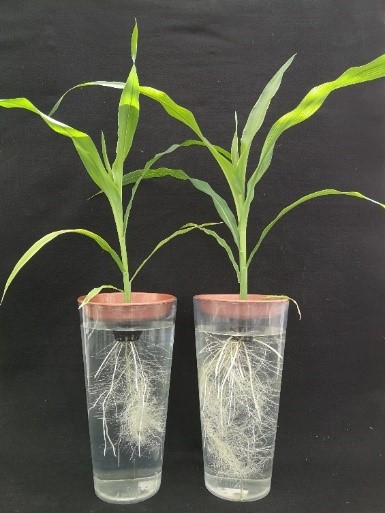 forsøg - fosfor majs