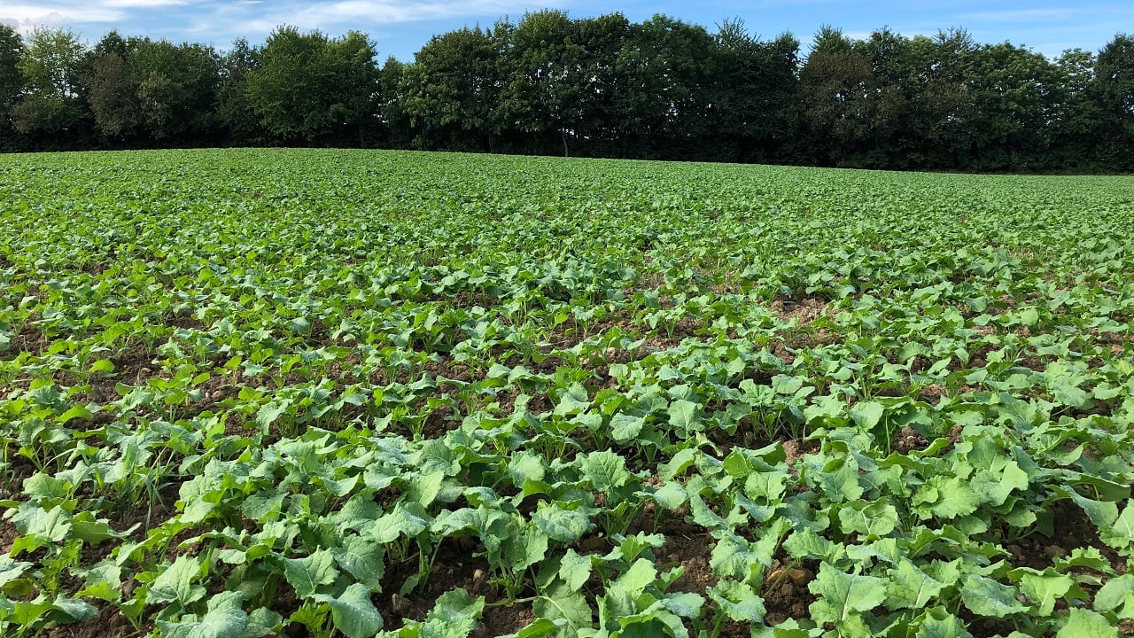 Rapsmark 1 020920.jpg