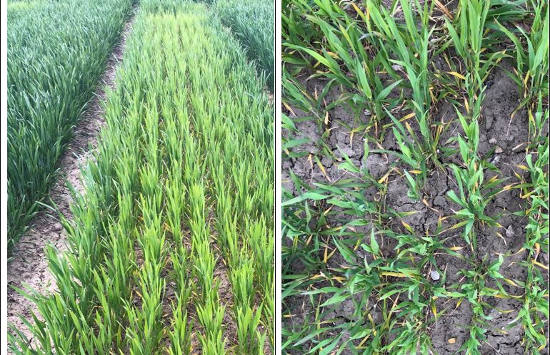 Velas 3 - Billede og graf