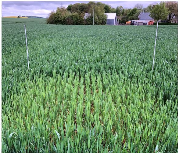 Linde (Randers) 1 Nulparcel 2.JPG