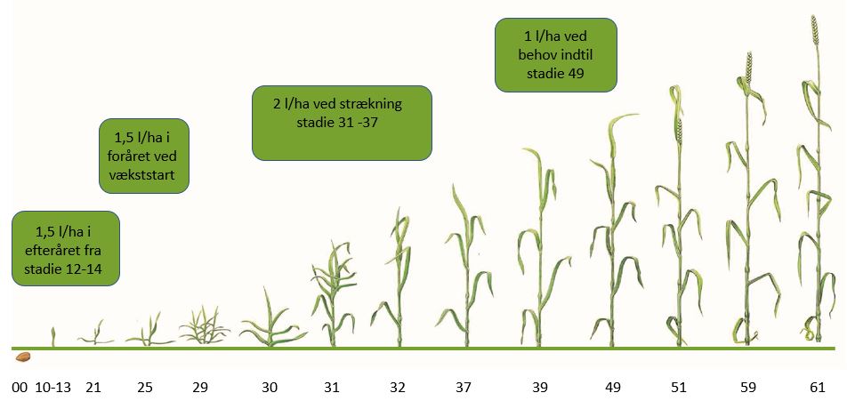 Vækststadie Gramitrel.JPG