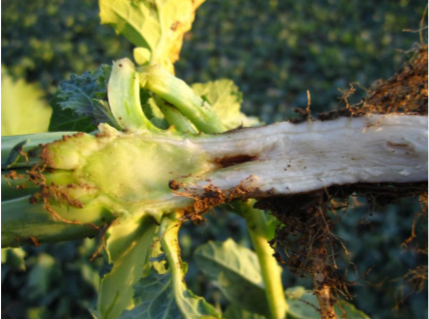 Mikron&aelig;ring - raps.png